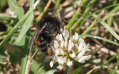 Bombus humilis